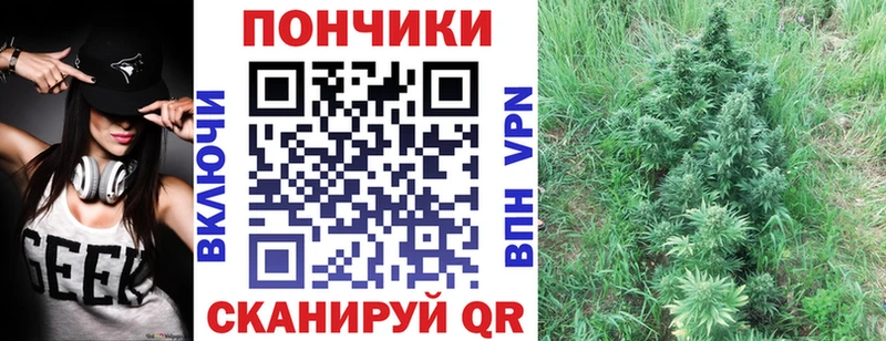 Купить  Асино  Каннабис сатива 